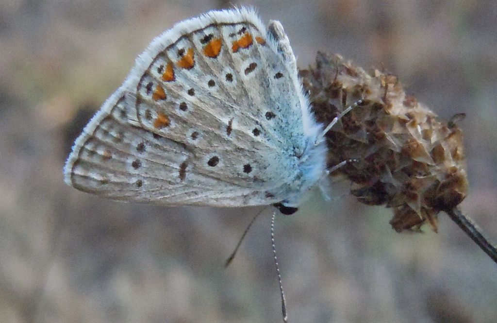 Polyommatus icarus?